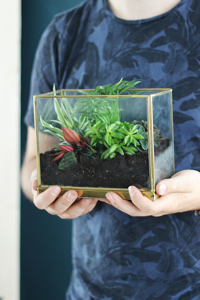 terrarium voor planten zelf maken diy stappenplan plant stolp interieurinspiratie botanisch