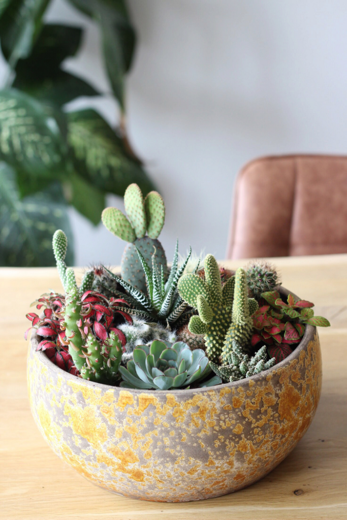 cactussentuin maken diy cactussen in pot interieur