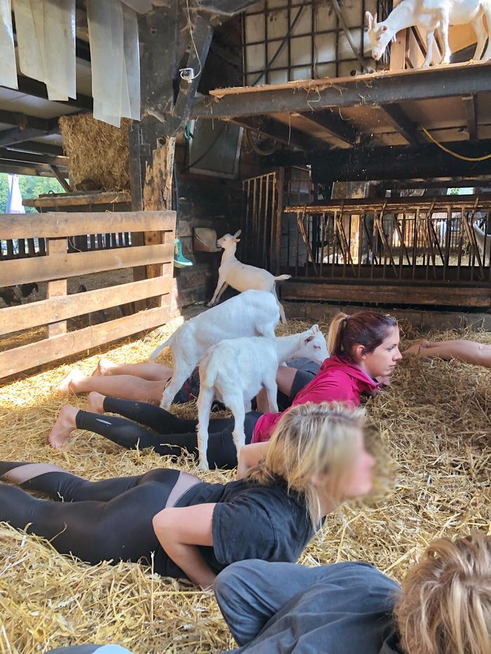 geitenyoga Geitenboerderij Ridammerhoeve amsterdam amsterdamse bos geiten yoga cadeautip yogalesje