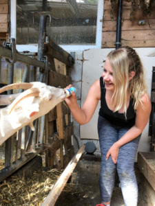 geitenyoga Geitenboerderij Ridammerhoeve amsterdam amsterdamse bos geiten yoga cadeautip yogalesje