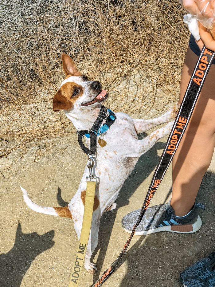 Hike Runyon Canyon with a rescue dog airbnbn experience review 