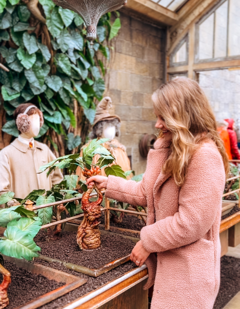 Een foto in de kassen van de Harry Potter Studios in Leavesden. Er is een Mandrake in beeld. Het beeld is ter inspiratie van de HBO-serie Wizards Of Baking.